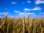 Вступил в силу запрет на экспорт зерна из России до конца 2010 года